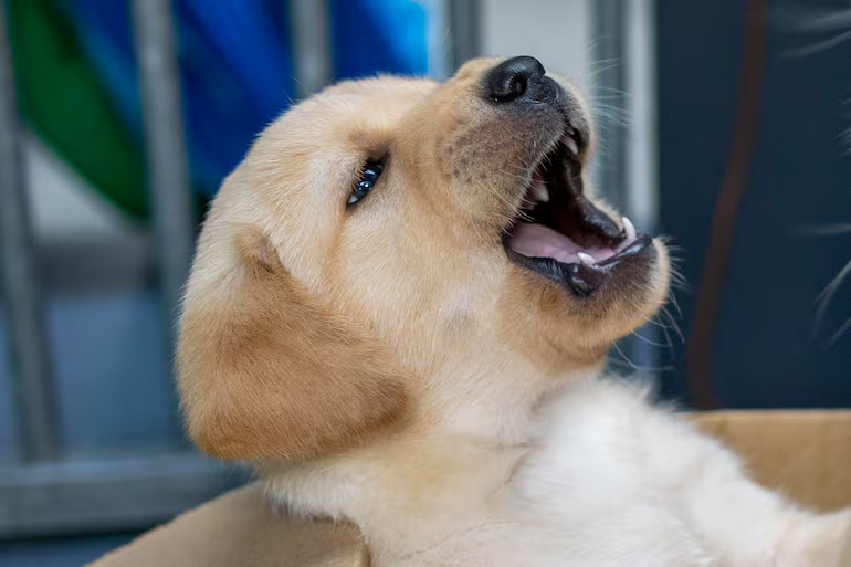 English Labrador Puppies