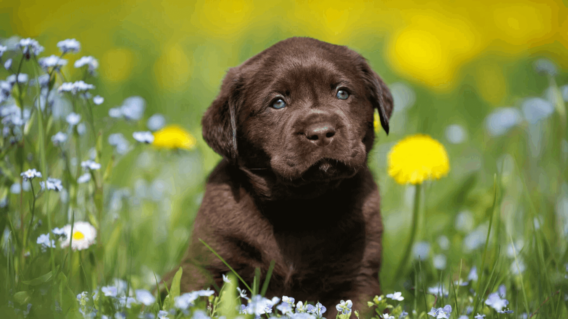 English Labrador Puppies